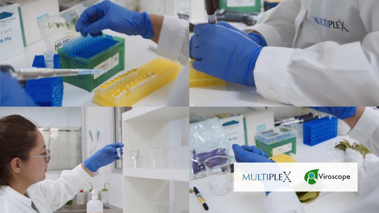 Multiplex y Viroscope: Revolucionando la Competitividad y Rentabilidad en la Cadena Productiva Agrícola